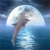 3D Dolphin Jigsaw Puzzle, free animal jigsaw in flash on FlashGames.BambouSoft.com