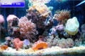 Aquarium Bubbles, jeu pour enfant gratuit en flash sur BambouSoft.com