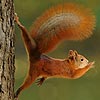 Acrobat squirrel puzzle, free animal jigsaw in flash on FlashGames.BambouSoft.com