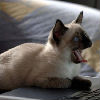 Angry Cat, free animal jigsaw in flash on FlashGames.BambouSoft.com