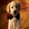 Animal Love Puzz, free animal jigsaw in flash on FlashGames.BambouSoft.com