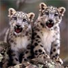 Baby Cheetahs Twins, free animal jigsaw in flash on FlashGames.BambouSoft.com
