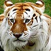 Puzzle gros tigre, puzzle animal gratuit en flash sur BambouSoft.com