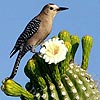 Bird and cactus slide puzzle, free sliding puzzle game in flash on FlashGames.BambouSoft.com