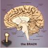 Brain Jigsaw, jeu de puzzle gratuit en flash sur BambouSoft.com