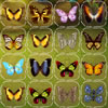 Butterfly Connect, free mahjong game in flash on FlashGames.BambouSoft.com