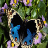 Butterfly Puzzle, free animal jigsaw in flash on FlashGames.BambouSoft.com