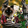 Cat among the flowers puzzle, free animal jigsaw in flash on FlashGames.BambouSoft.com