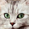 Cat family slide puzzle, free sliding puzzle game in flash on FlashGames.BambouSoft.com