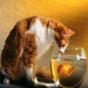 Cat & Fish Sliding, free sliding puzzle game in flash on FlashGames.BambouSoft.com