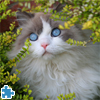 Cat In Garden, free animal jigsaw in flash on FlashGames.BambouSoft.com