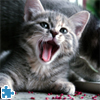 Cat Jigsaw Puzzle PEZ, free animal jigsaw in flash on FlashGames.BambouSoft.com