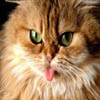 Cat Tongue Sliding, free sliding puzzle game in flash on FlashGames.BambouSoft.com
