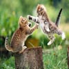 Cats Fight Jigsaw, free animal jigsaw in flash on FlashGames.BambouSoft.com