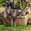 Cats in the basket puzzle, free animal jigsaw in flash on FlashGames.BambouSoft.com