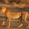 Cheetah Jigsaw Puzzle, puzzle animal gratuit en flash sur BambouSoft.com