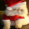 Taquin Noël et le chat., jeu de taquin gratuit en flash sur BambouSoft.com
