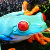 Colorful frogs, free animal jigsaw in flash on FlashGames.BambouSoft.com
