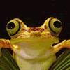 colorful frogs, free animal jigsaw in flash on FlashGames.BambouSoft.com