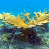 Coral Puzzle, free jigsaw puzzle in flash on FlashGames.BambouSoft.com