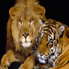 Couple Tigre et Lion, puzzle animal gratuit en flash sur BambouSoft.com