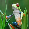 Curious frog puzzle, free animal jigsaw in flash on FlashGames.BambouSoft.com