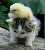 Puzzle animal Cute friends: Chick and Kitty