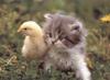 Puzzle animal Adorables amis : poussin et chaton 2