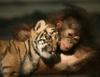 Adorables amis : chimpanzé et tigre, puzzle animal gratuit en flash sur BambouSoft.com