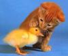 Puzzle game Cute friends: Kitty and Chick