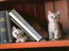 Cute friends: Kitty twins, free animal jigsaw in flash on FlashGames.BambouSoft.com