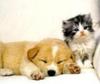 Puzzle animal Cute friends: Puppy and Kitty