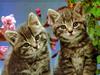 Puzzle animal Cute friends: twin kitties