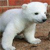 Sliding puzzle game Cute Polar Bear Puzzle