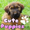 Cute Puppies, free sliding puzzle game in flash on FlashGames.BambouSoft.com