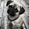 Cute Puppy, free animal jigsaw in flash on FlashGames.BambouSoft.com