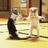 crazy dancing cat, free animal jigsaw in flash on FlashGames.BambouSoft.com