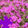 Dianthus Jigsaw, puzzle fleurs gratuit en flash sur BambouSoft.com