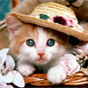 Fancy Cat Jigsaw, puzzle animal gratuit en flash sur BambouSoft.com