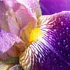 Flowers Iris, puzzle fleurs gratuit en flash sur BambouSoft.com