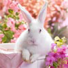 Flowers Rabbit, free animal jigsaw in flash on FlashGames.BambouSoft.com