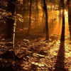 forest, jeu de puzzle gratuit en flash sur BambouSoft.com