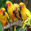Four buddy parrot puzzle, free animal jigsaw in flash on FlashGames.BambouSoft.com
