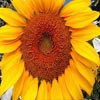 Four Seasons: Summer, free flowers jigsaw in flash on FlashGames.BambouSoft.com
