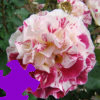 Fourth of July Rose Jigsaw, puzzle fleurs gratuit en flash sur BambouSoft.com
