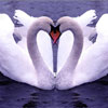 FTA - Swans, free hidden objects game in flash on FlashGames.BambouSoft.com