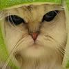 Funny cat knight, free animal jigsaw in flash on FlashGames.BambouSoft.com