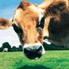 Funny Cow Jigsaw, free animal jigsaw in flash on FlashGames.BambouSoft.com