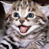 Funny Kitten Jigsaw Puzzle, free animal jigsaw in flash on FlashGames.BambouSoft.com