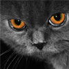Gray Cat Jigsaw, free animal jigsaw in flash on FlashGames.BambouSoft.com